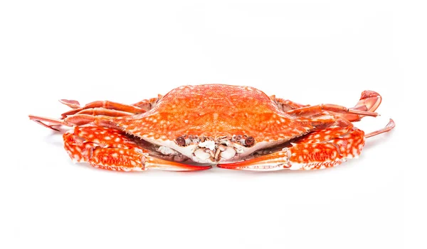 Crabe fruits de mer cuits à la vapeur isolé sur fond blanc — Photo