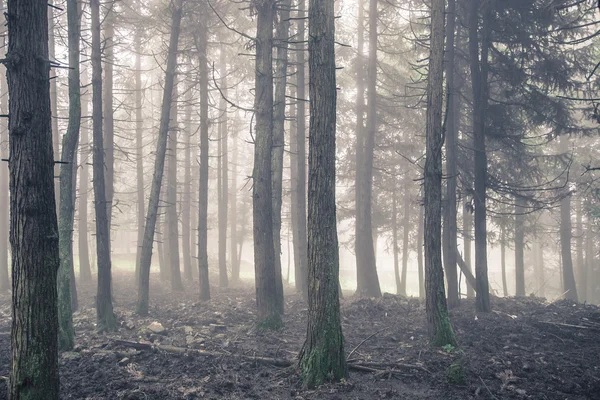 在雾中的秋松树林。 — 图库照片