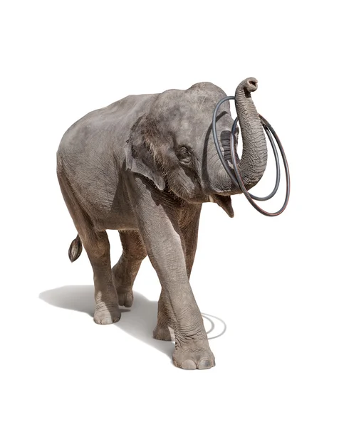 Elefant spielt Ringe isoliert auf weißem Hintergrund — Stockfoto