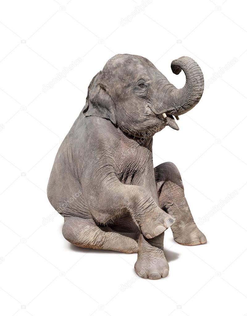 elephant sit down isolated on white background