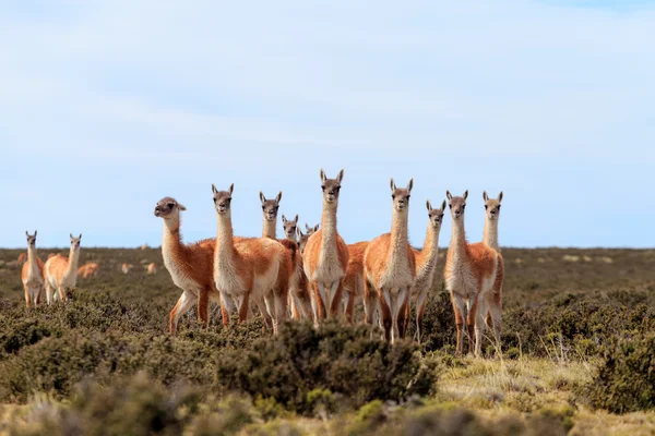 La familia de guanacos — Foto de Stock