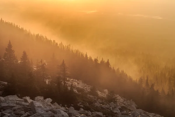 Dawn kontraszt könnyű köd erdő — Stock Fotó