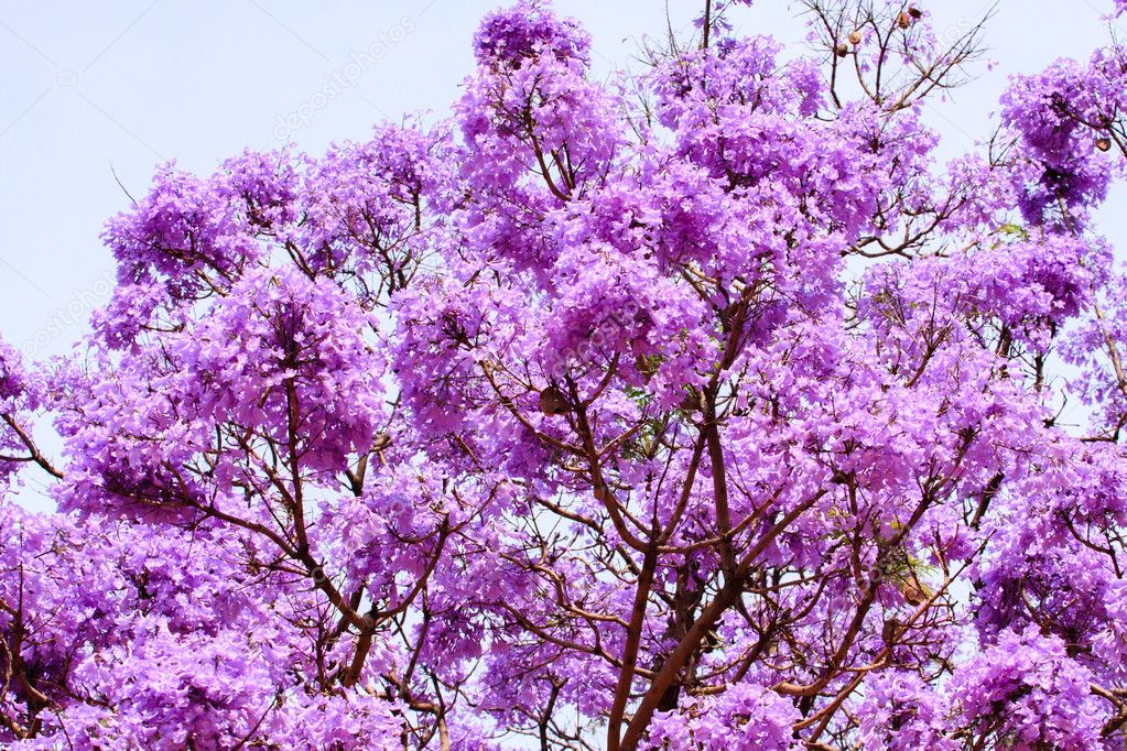 jacaranda tree flower