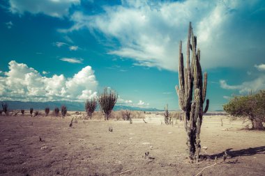 desert, sunset in desert, tatacoa desert, columbia, latin america, clouds and sand, red sand in desert, cactus in the desert, cactus