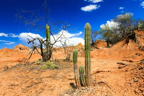 Desert, sunset in desert, tatacoa desert, columbia, latin america, clouds and sand, red sand in desert, cactus in the desert, cactus — Stock Photo, Image