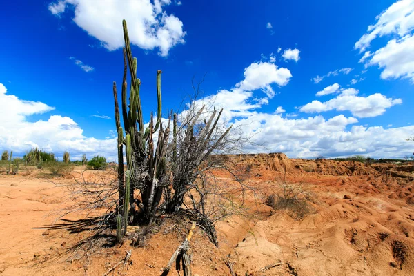Desert, sunset in desert, tatacoa desert, columbia, latin america, clouds and sand, red sand in desert, cactus in the desert, cactus — Stock Photo, Image
