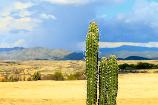 desert, sunset in desert, tatacoa desert, columbia, latin america, clouds and sand, red sand in desert, cactus in the desert, cactus