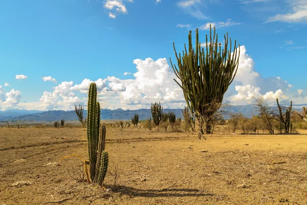 Desert, sunset in desert, tatacoa desert, columbia, latin america, clouds and sand, red sand in desert, cactus in the desert, cactus — Stock Photo, Image