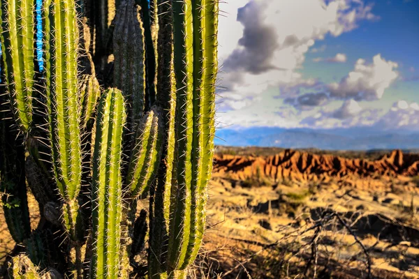 Desert, sunset in desert, tatacoa desert, columbia, latin america, clouds and sand, red sand in desert, cactus in the desert, cactus — 스톡 사진