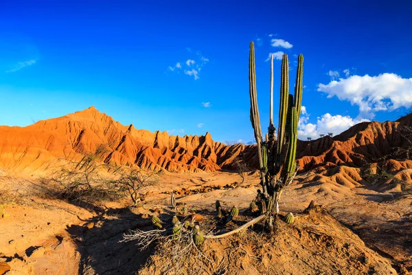 Desert, sunset in desert, tatacoa desert, columbia, latin america, clouds and sand, red sand in desert, cactus in the desert, cactus — Stock Photo, Image