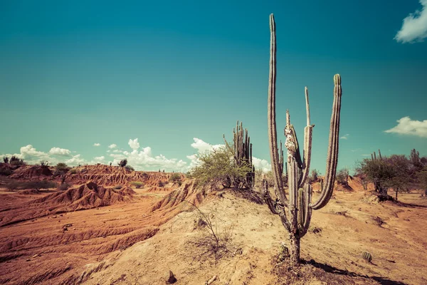 Desert, cactus in desert, tatacoa desert, columbia, latin america, clouds and sand, red sand in desert, cactus — Stock Photo, Image