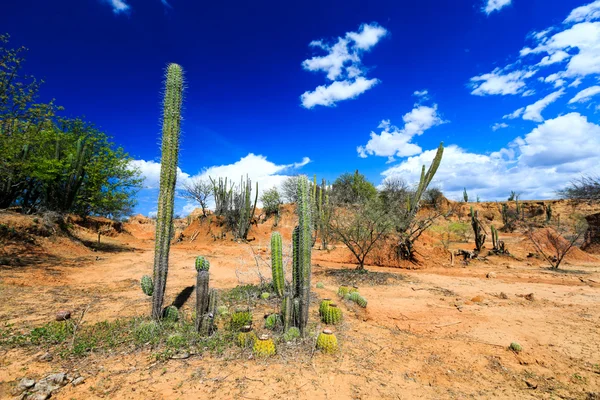 Desert, cactus in desert, tatacoa desert, columbia, latin america, clouds and sand, red sand in desert, cactus — Stock Photo, Image