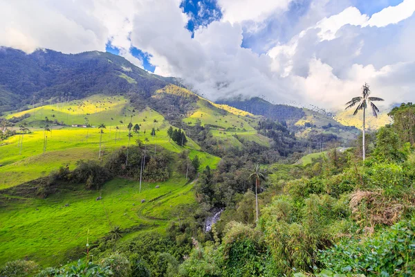 Selva colombiana en las montañas, palmeras en el valle del cocora, colombia, América Latina — Foto de Stock