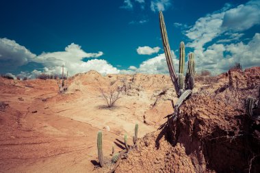 cactuses in desert clipart