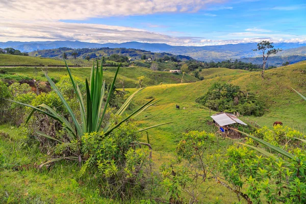 Orman Kolombiyalı Yeşil dağlar, Kolombiya, latin Amerika'da