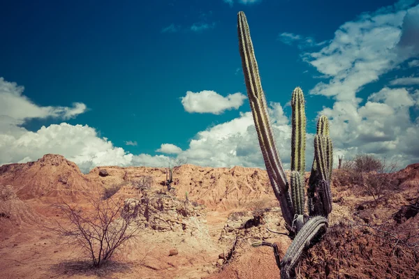 Cactuses in desert — Stock Photo, Image