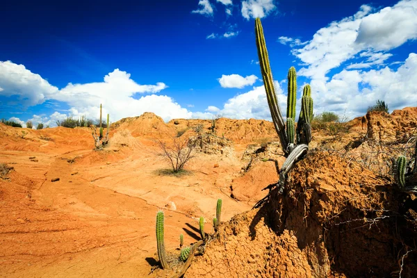 Cactuses in desert — Stock Photo, Image