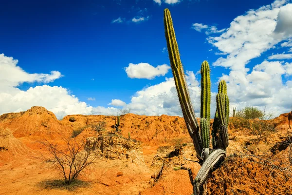 Cactuses in desert — Stock Photo, Image