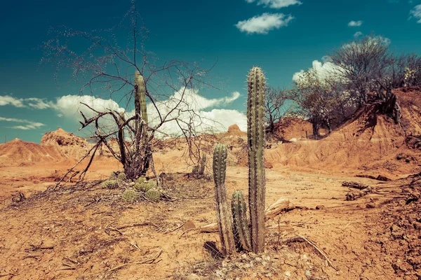 kaktüsler çölde