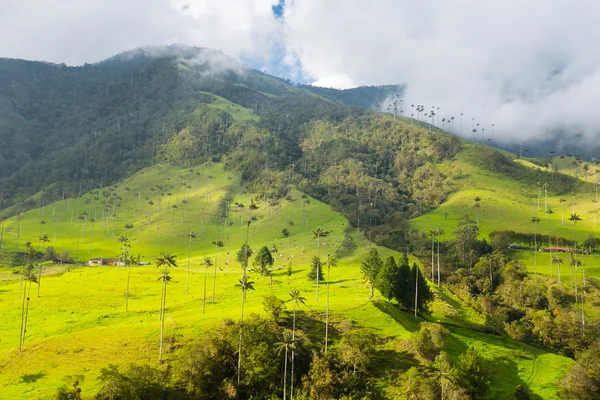 Κολομβιανή ζούγκλα στα βουνά, φοίνικες στη Λατινική Αμερική cocora κοιλάδα, Κολομβία, — Φωτογραφία Αρχείου
