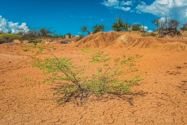 cactuses in desert, tatacoa desert, columbia, latin america, clouds and sand, red sand in desert, cactus