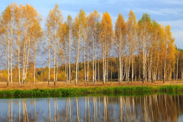 altın ağaç ile sonbahar ormandaki nehir
