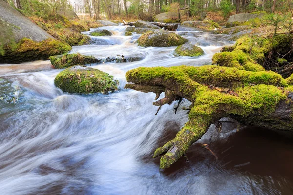 Szalejące rzeki jesień w lesie — Zdjęcie stockowe
