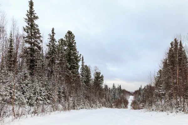 winter forest, russian nature, trees in snow