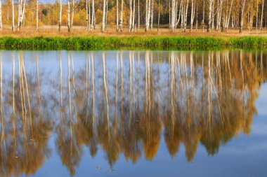 altın ağaç ile sonbahar ormandaki nehir düşmek Rus doğa, huş ağaçları