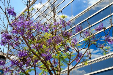 jakaranda ağacı buenos aires, Arjantin
