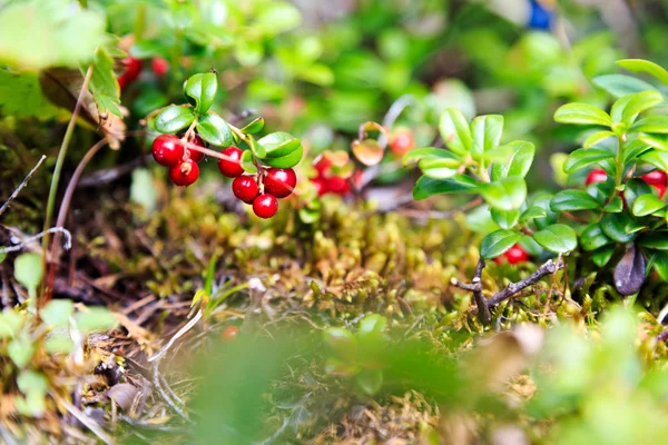 Поле каменных ягод в лесу, южные уралы, российская природа — стоковое фото