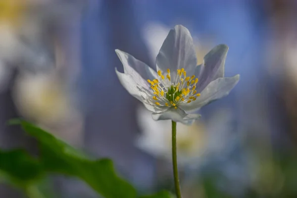 Anemone Nemorosa Ahşap Şakayık Yakından Bahar Çiçeğinin Başlangıcı — Stok fotoğraf