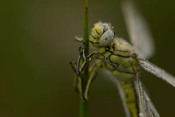 Resting dragonfly — Stock Photo, Image