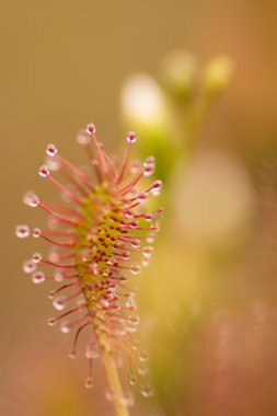 Makro içinde zonnedauw
