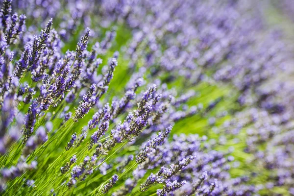 Close-up van de bloesem verse violet lavendel — Stockfoto