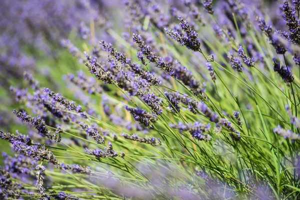 Close-up van de bloesem verse violet lavendel — Stockfoto