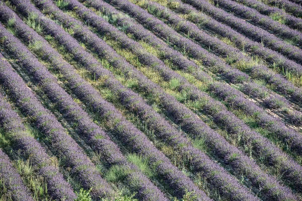 Прямые ряды лавандовых кустов на летнем поле — стоковое фото