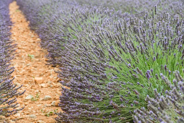 Weergave van rechte lijnen van paarse lavendel struiken sluit — Stockfoto