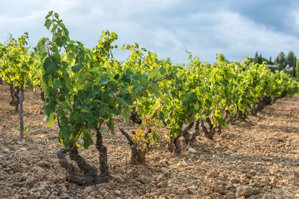 Flachbild-Bild einer Weinbergreihe voller grüner Trauben lizenzfreie Stockbilder