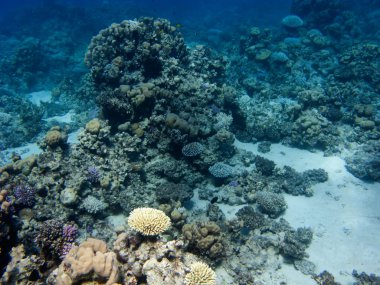 Okuma deniz Dahab yakınındaki genel sualtı görünümü