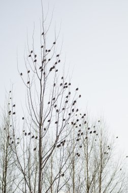 Group of waxwings sits on a tree clipart