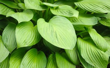 Doku-tam yaprakları arka plan