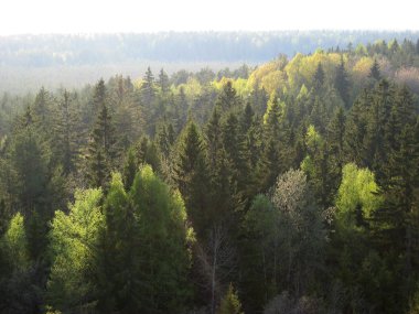 Bahar ağaçları Seliger lake yakınlarında