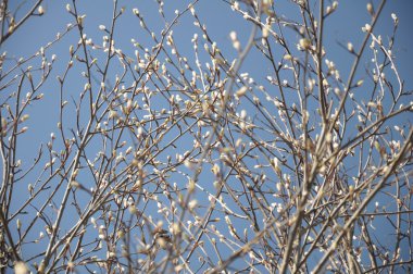 Bahar tomurcukları aldertree üzerinde
