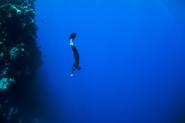 Freediver mercan resifi boyunca suyun altında hareket eder.