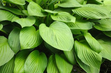 Doku-tam yaprakları arka plan