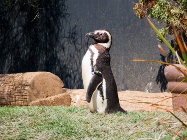 Magellan pinguin alarak güneşlenmek