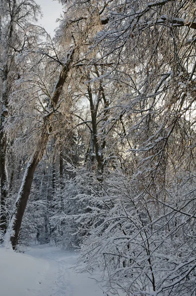 Beautifu forêt gelée d'hiver — Photo