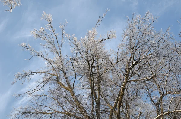 Mrożone drzew, z tle błękitnego nieba — Zdjęcie stockowe
