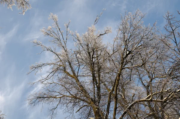 Frozen trees with blue sky background